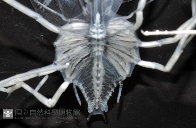 未知種蟬蝦亞科幼生藏品圖，第5張