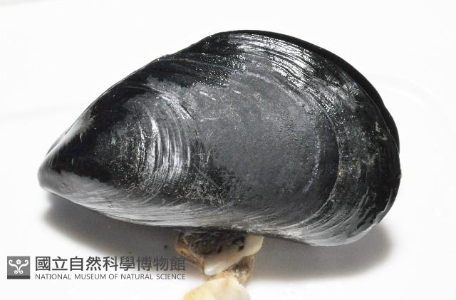 地中海殼菜蛤藏品圖，第5張