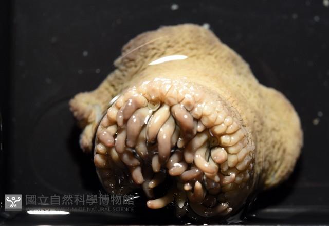未知種側花海葵藏品圖，第5張