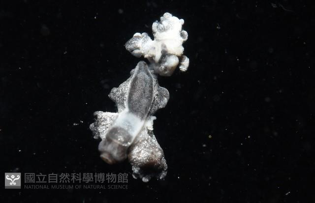 邊緣海神海蛞蝓藏品圖，第5張