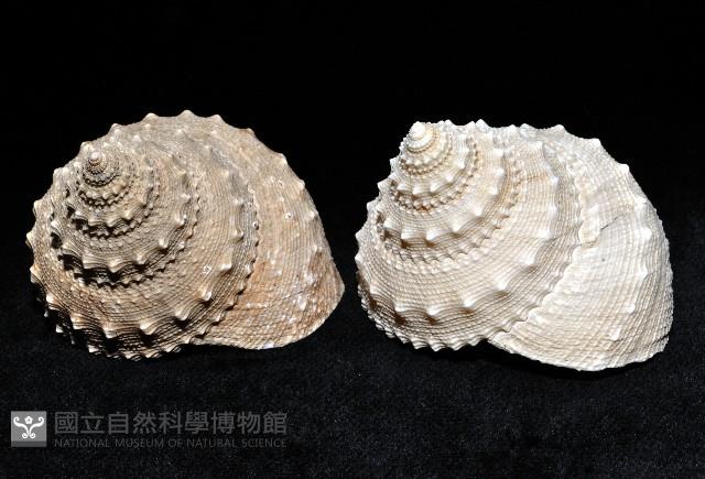 白鐘螺藏品圖，第5張