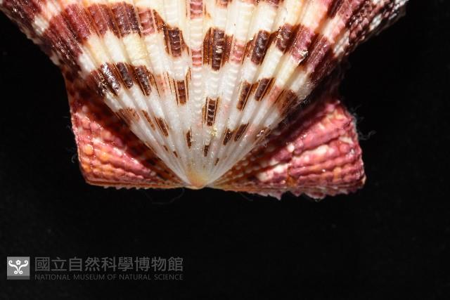 油畫海扇蛤藏品圖，第5張