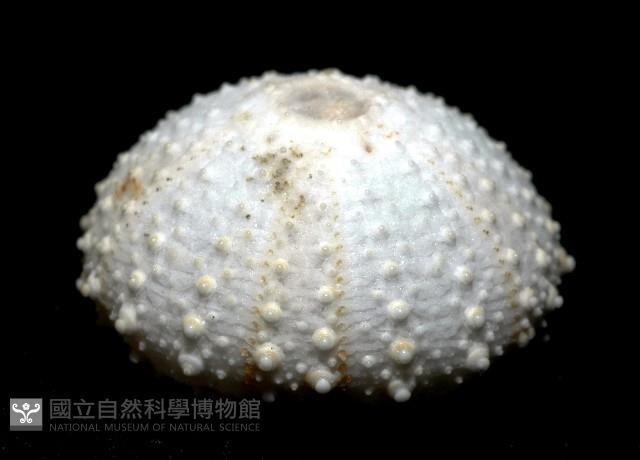 單列三角頭帕藏品圖，第5張