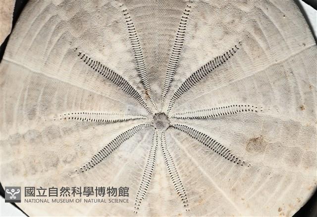 扁平蛛網海膽藏品圖，第5張