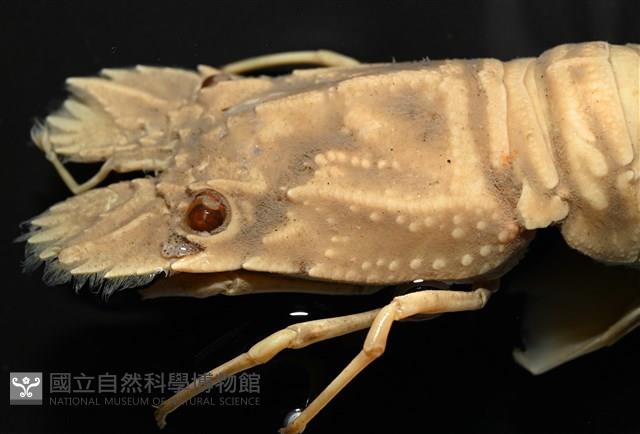 褐紅蟬蝦藏品圖，第5張