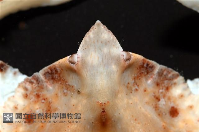 環狀(圓拱)隱足蟹藏品圖，第5張