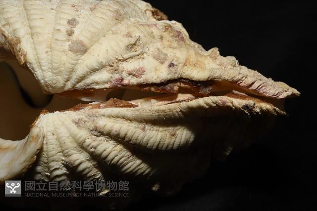 諾亞硨磲蛤藏品圖，第5張