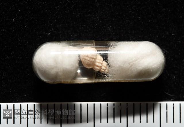 景林核螺藏品圖，第5張