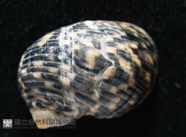 粗紋蜑螺藏品圖，第5張