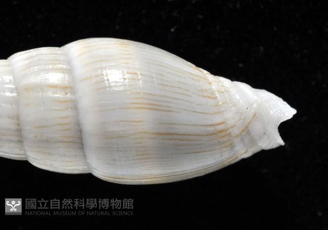 柳絮蛹筆螺藏品圖，第5張