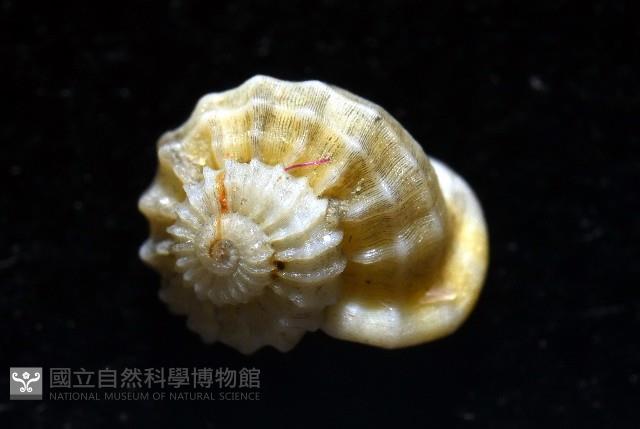 雞籠花冠螺藏品圖，第5張