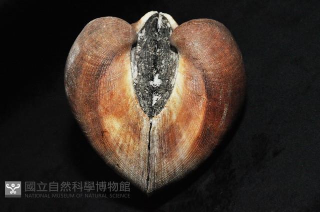 圓魁蛤藏品圖，第5張