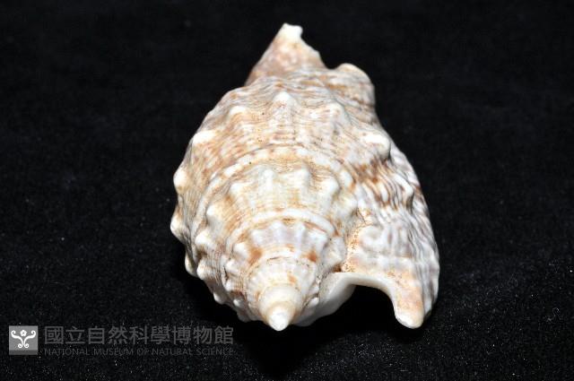 緋袖鳳凰螺藏品圖，第5張