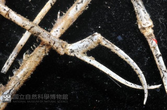 加氏昆人面蟹藏品圖，第5張
