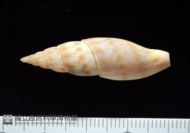發現布紋螺藏品圖，第5張
