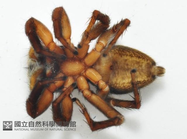 安德遜蠅虎藏品圖，第5張