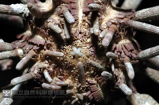 冠棘真頭帕海膽藏品圖，第5張