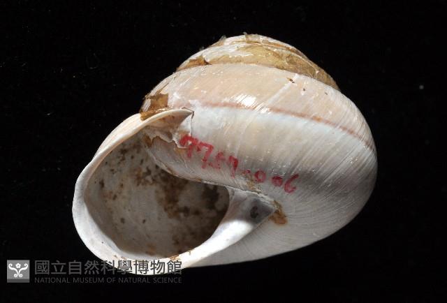 金崙栗蝸藏品圖，第5張