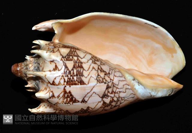 帝王渦螺藏品圖，第1張