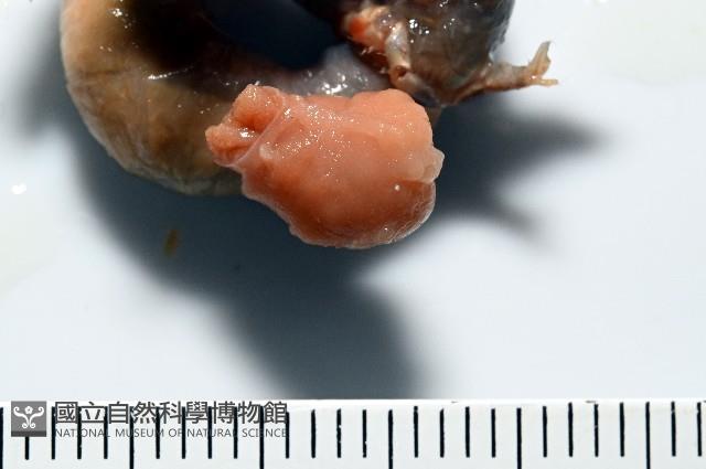 蛣蟹奴之一種藏品圖，第5張
