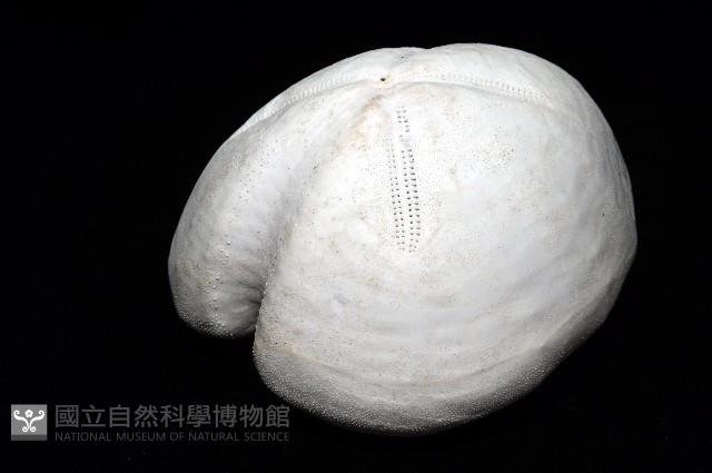未知種緣帶海膽藏品圖，第5張