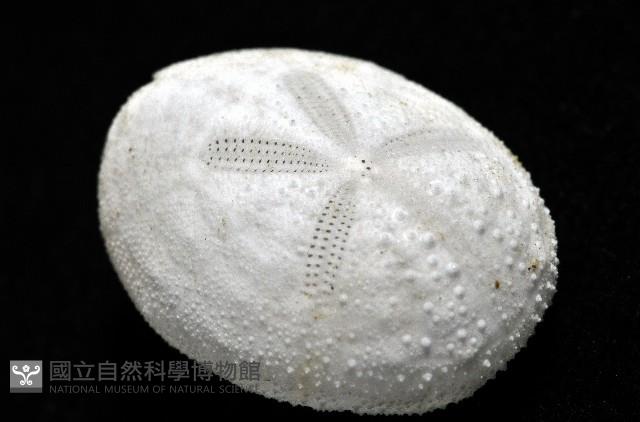 心形海壺藏品圖，第5張