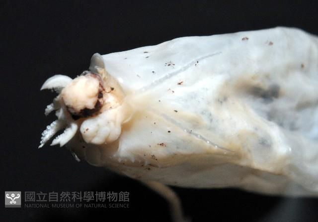 未知種紡錘魷魚藏品圖，第5張