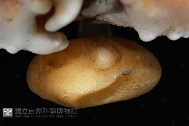 扁平多囊蟹奴藏品圖，第5張