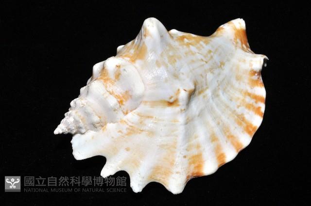 紫袖鳳凰螺藏品圖，第5張