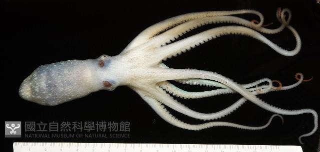 沙港章魚(新種)藏品圖，第5張