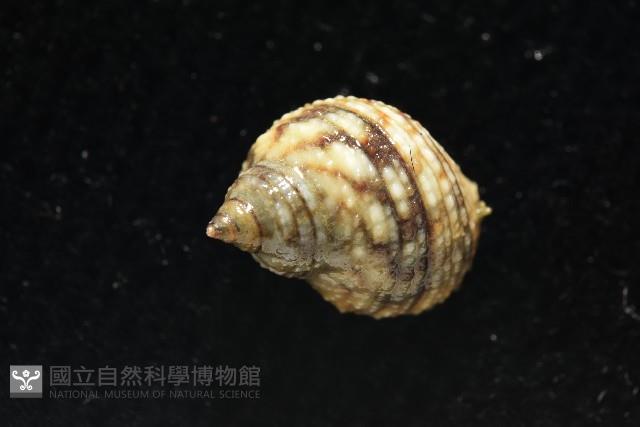 黑尖玉黍螺藏品圖，第5張