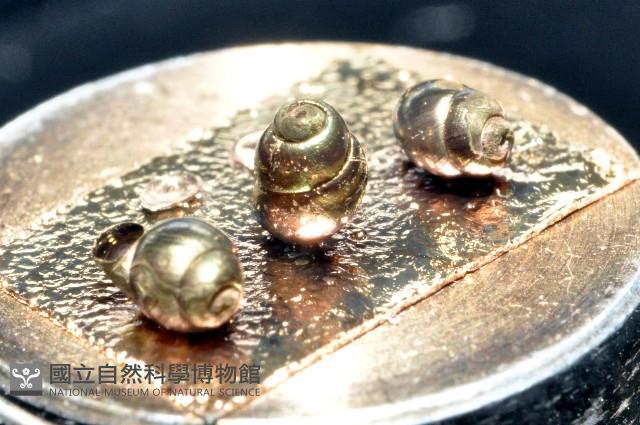 礁溪粟螺藏品圖，第5張