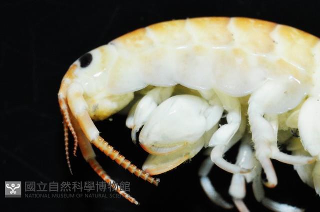 未知種跳蝦藏品圖，第5張