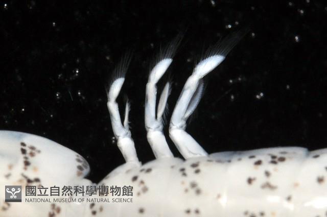豹斑幼嫩蝦蛄藏品圖，第5張