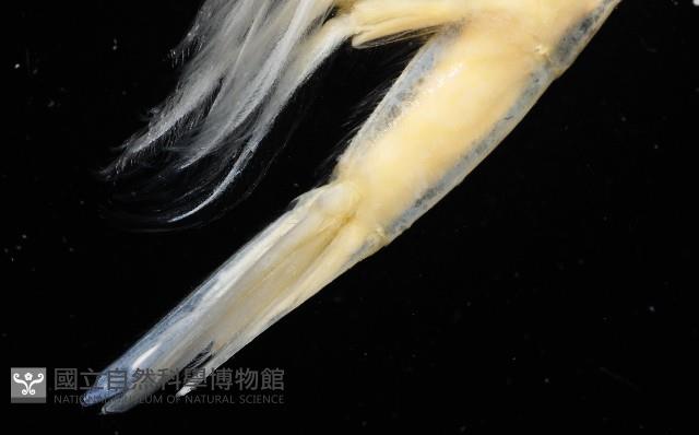 臺灣紅蝦藏品圖，第5張