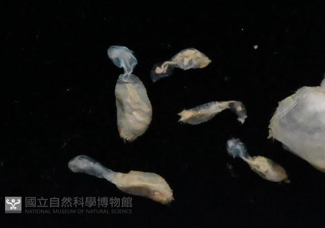 未知種不倒翁蟲藏品圖，第5張
