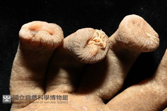 寄居蟹鞘群海葵藏品圖，第5張