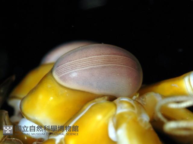 大指蝦蛄藏品圖，第5張