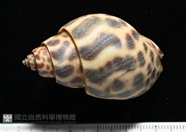 婆羅洲鳳螺藏品圖，第5張