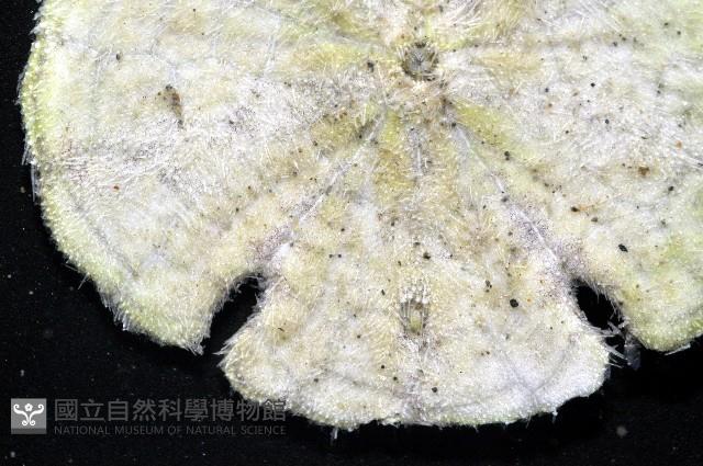 裂邊毛餅海膽藏品圖，第5張