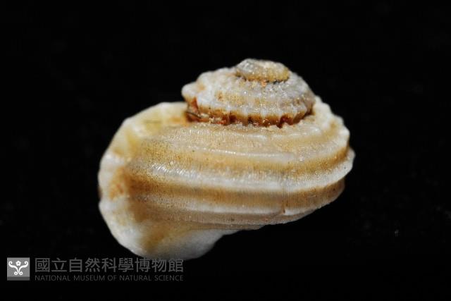 球花冠螺藏品圖，第5張