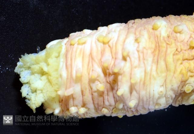 黃疣海參藏品圖，第5張