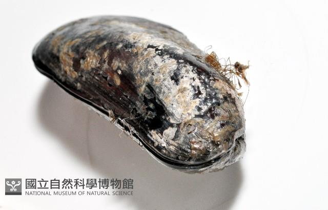 臺灣深海殼菜蛤藏品圖，第5張