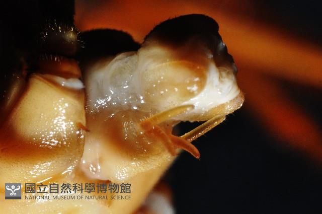 大蚰蜒藏品圖，第5張
