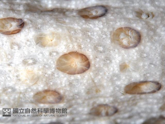 哈氏仙人掌海鰓藏品圖，第5張