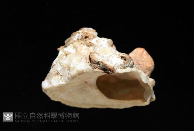 礫石綴殼螺藏品圖，第5張