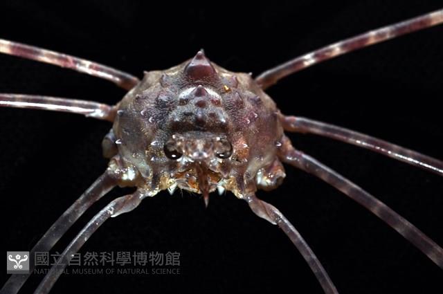 絲狀長踦蟹藏品圖，第5張