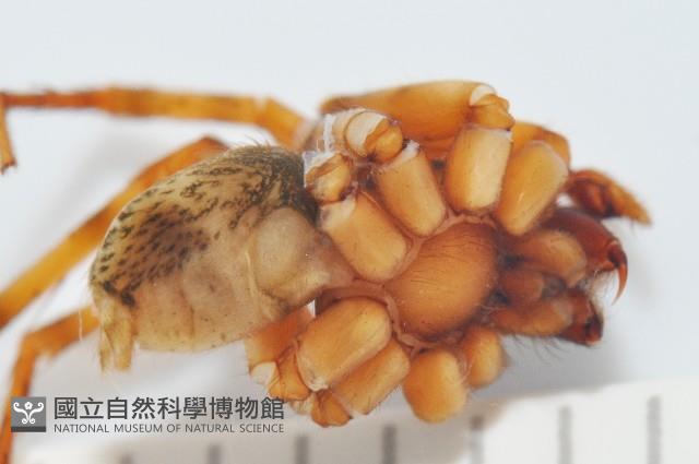 寬股隙蛛藏品圖，第5張