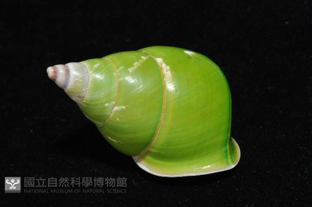 綠巴布亞蝸牛藏品圖，第5張