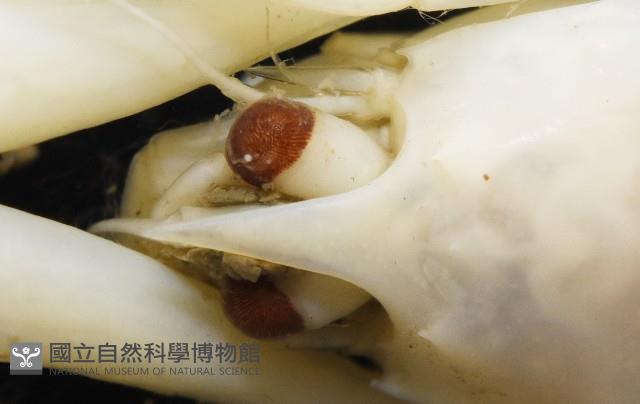 未知種折尾蝦藏品圖，第5張